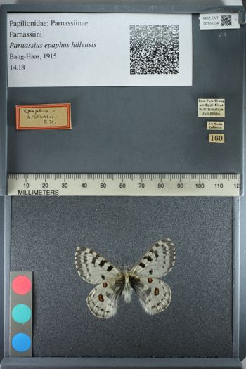 Media type: image;   Entomology 174734